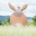 Wildcrete Aardvark